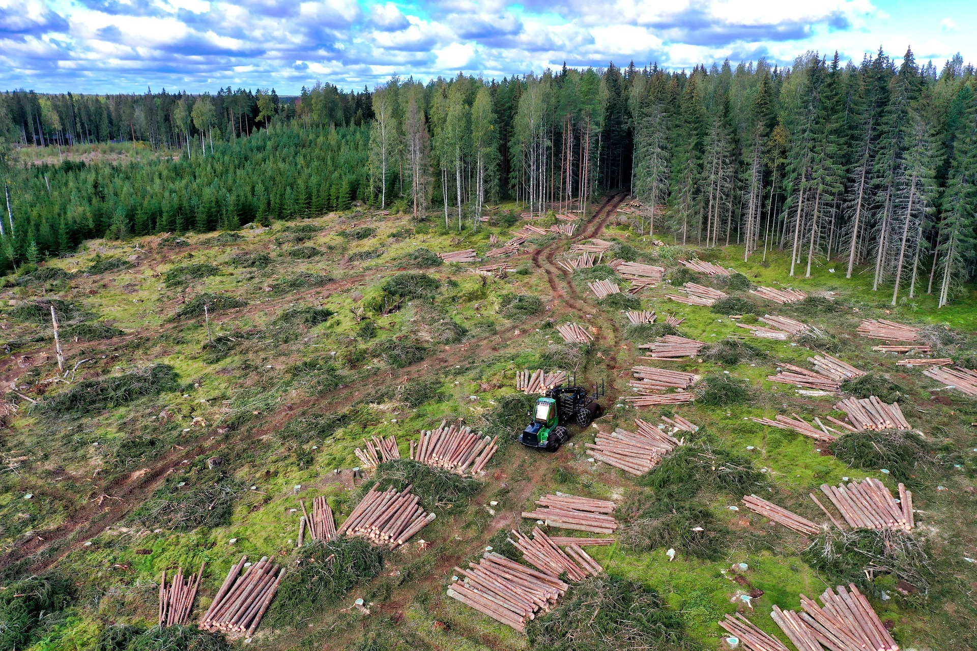 Lumber yard with cut down trees and piles of logs ready for shipping Lumber yard with cut down trees and piles of logs ready for shipping